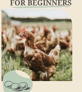Chicken Keeping For Beginners: The basics of chicken keeping