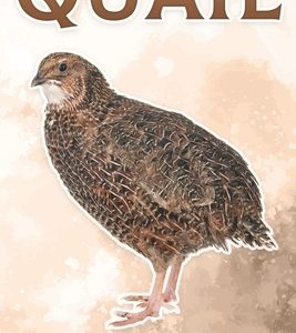 Quail: Fun Facts on Birds for Kids #17