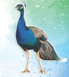 Peacock: Fun Facts on Birds for Kids #19