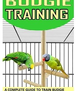 Budgie Training: A Complete Guide to Train Budgie as Pets