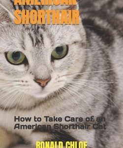 American Shorthair: How to Take Care of an American Shorthair Cat