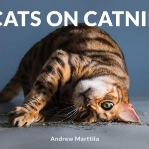 Cats on Catnip