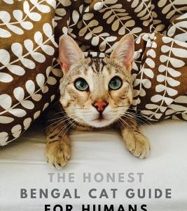 The Honest Bengal Cat Guide for Humans: Bengal Cat and Kitten Care
