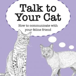 Talk to Your Cat: How to Communicate with Your Feline Friend