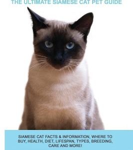Siamese Cats as Pets: Siamese Cat Facts & Information, where to buy, health, diet, lifespan, types, breeding, care and more! The Ultimate Si