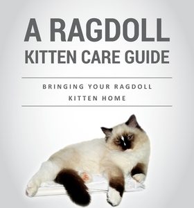 A Ragdoll Kitten Care Guide: Bringing Your Ragdoll Kitten Home