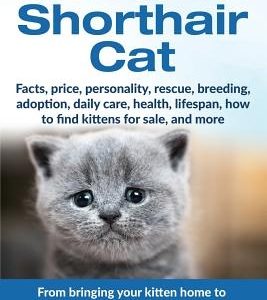 British Shorthair Cat: From bringing your kitten home to comforting your senior age beloved companion
