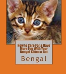 How to Care For & Have More Fun With Your Bengal Kitten & Cat
