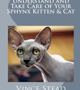 How to Understand and Take Care of Your Sphynx Kitten & Cat