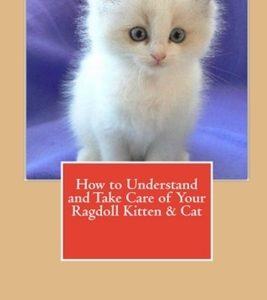 How to Understand and Take Care of Your Ragdoll Kitten & Cat