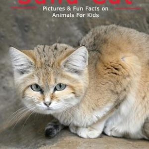 Sand Cat: Pictures & Fun Facts on Animals For Kids