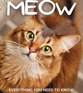 Meow: Everything You Need to Know When Bringing a New Cat Home