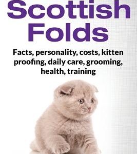 Scottish Folds: From Kitten to Senior Age