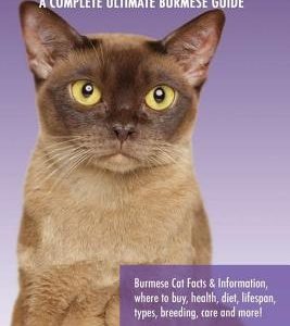 Burmese Cats as Pets: Burmese Cat Facts & Information, where to buy, health, diet, lifespan, types, breeding, care and more! A Complete Ulti
