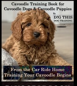 Cavoodles, Cavoodle Training Book for Cavoodle Dogs & Cavoodle Puppies By D!G THIS DOG Training, From the Car Ride Home Training Begins, Cavoodle Book