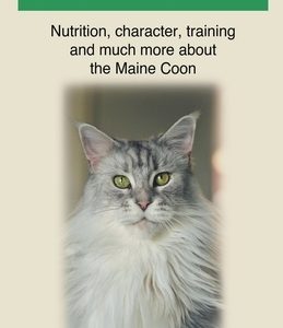 Maine Coon Cat