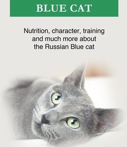 Russian Blue Cat