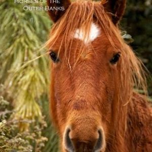 Wild and Free: Horses of the Outer Banks