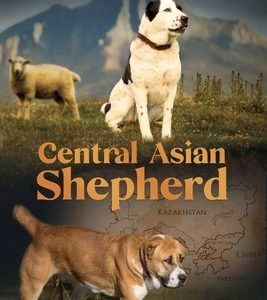 Central Asian Shepherd