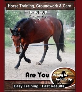 Horse Training Groundwork, Horse Training, Groundwork & Care By SaddleUP Horse Training, Are You Ready to Saddle Up? Easy Training * Fast Results, Hor