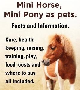 Miniature Horse, Mini Horse, Mini Pony as Pets. Facts and Information. Miniature Horses Care, Health, Keeping, Raising, Training, Play, Food, Costs an