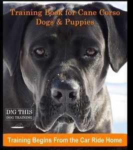 Cane Corso Training Book for Cane Corso Dogs & Puppies By D!G THIS DOG Training, Training Begins from the Car Ride Home, Cane Corso Training