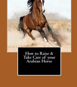 How to Raise & Take Care of your Arabian Horse