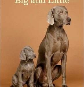 William Wegman Big and Little 2023 Wall Calendar