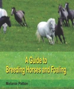 A Guide to Breeding Horses and Foaling