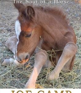 Born Wild - The Soul of a Horse