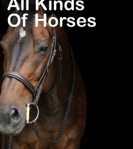 All Kinds Of Horses: beautiful pictures of horses