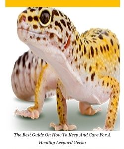 Leopard gecko: The Best Guide On How To Keep And Care For A Healthy Leopard Gecko
