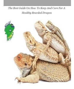 Bearded dragon: The Best Guide On How To Keep And Care For A Healthy Bearded Dragon