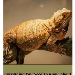 Bearded Dragon: Everything You Need To Know About Bearded Dragon