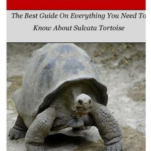 Sulcata Tortoise: The Best Guide On Everything You Need To Know About Sulcata Tortoise