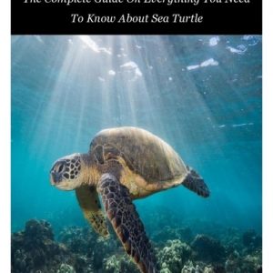 Sea Turtle: The Complete Guide On Everything You Need To Know About Sea Turtle