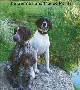 Choosing, Living With & Loving The German Shorthaired Pointer
