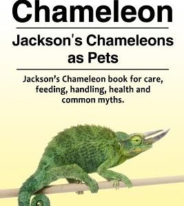 Jackson's Chameleon. Jackson's Chameleons as Pets. Jackson's Chameleon book for care, feeding, handling, health and common myths.