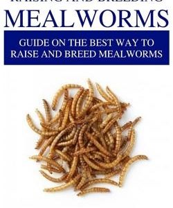 Raising and Breeding Mealworms: Guide on the Best Way to Raise and Breed Mealworms