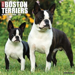 Just Boston Terriers 2023 Wall Calendar