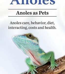 Anoles. Anoles as Pets. Anoles care, behavior, diet, interacting, costs and health.
