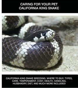 California King Snakes: California King Snake breeding, where to buy, types, care, temperament, cost, health, handling, husbandry, diet, and m