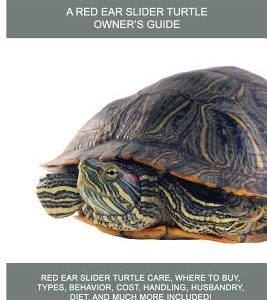 Red Ear Slider Turtles: Red Ear Slider Turtle care, where to buy, types, behavior, cost, handling, husbandry, diet, and much more included! A