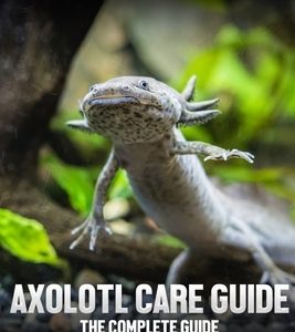 Axolotl care guide: The complete guide for a healthy and happy mud puppy
