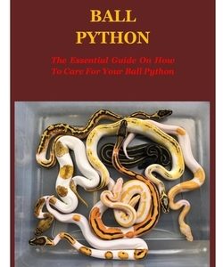 Ball Python: The Essential Guide On How To Care For Your Ball Python.