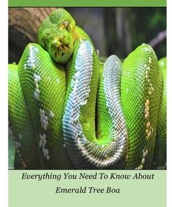 Emerald Tree Boa: Everything You Need To Know About Emerald Tree Boa