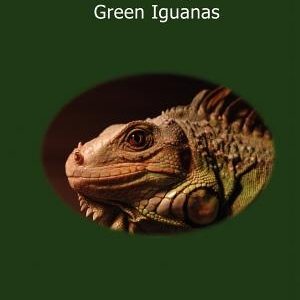 The Iguana Den's Care and Keeping of Giant Green Iguanas