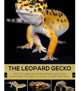 The Leopard Gecko: How to care for your Leopard Gecko and everything you need to know to keep them well.