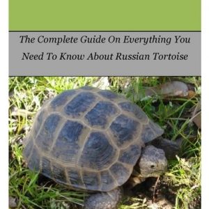 Russian Tortoise: The Complete Guide On Everything You Need To Know About Russian Tortoise