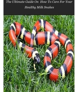 Milk Snakes: The Ultimate Guide On How To Care For Your Healthy Milk Snakes